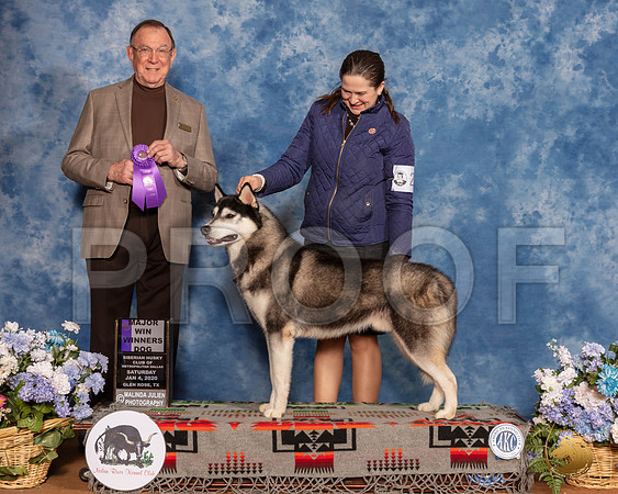 Siberian Husky #25 Sun WD Maj Judge Robin Stansell__SR_8249_GlnRse2020-HR3