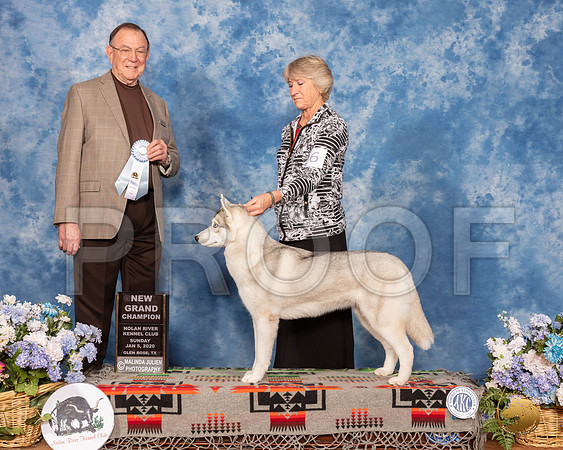 Siberian Husky #26 Sun GrCh Judge Robin Stansell__SR_8278_GlnRse2020-HR3