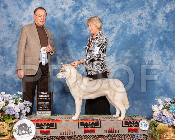 Siberian Husky #26 Sun GrCh Judge Robin Stansell__SR_8280_GlnRse2020-HR3