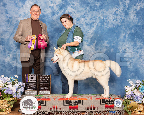 Siberian Husky #33 Sun BOB OHBOB Judge Robin Stansell__SR_8253_GlnRse2020-HR3