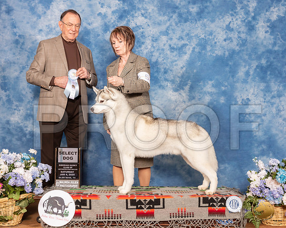 Siberian Husky #5 Sun SD Judge Robin Stansell__SR_8260_GlnRse2020-HR3