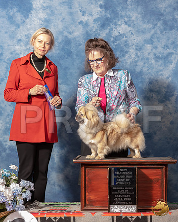 Tibetan Spaniel #15 Sun BOW Maj NCh Judge Patricia Sosa__SR_8313_GlnRse2020-HR3