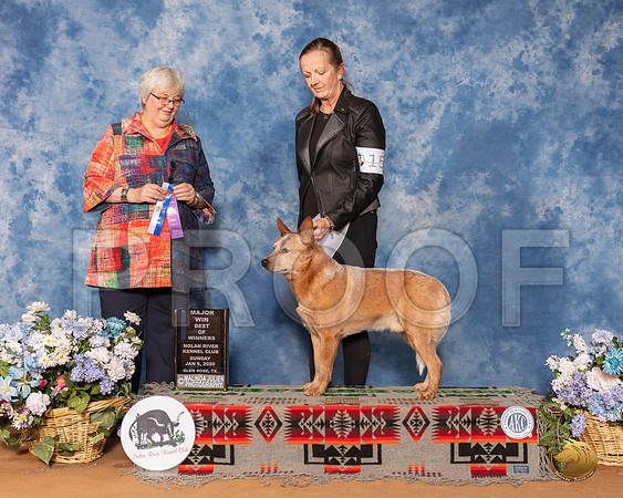 Australian Cattle Dog #15 Sun BOW Maj Judge Cindy Stansell__SR_8538_GlnRse2020-HR3