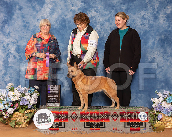Australian Cattle Dog #44 Sun WB Maj Judge Cindy Stansell__SR_8541_GlnRse2020-HR3