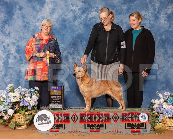 Australian Cattle Dog #62 Sun BOB Judge Cindy Stansell__SR_8545_GlnRse2020-HR3