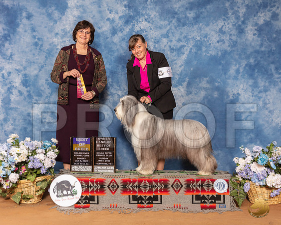 Bearded Collie #6 Sun BOB Maj Judge Danelle Brown__SR_8533_GlnRse2020-HR3