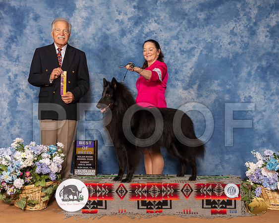 Belgian Sheepdog #17 Sun BOB Judge Randall Sheets__SR_8474_GlnRse2020-HR3