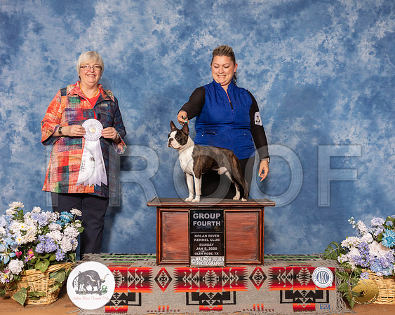 Boston Terrier #19 Sun G4 Judge Cindy Stansell__SR_8664_GlnRse2020-HR3