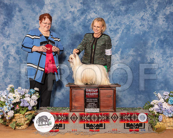 Chinese Crested #12 Sun G2 Judge Melinda Lyons__SR_8688_GlnRse2020-HR3