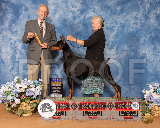 Doberman Pinscher #7 Sun BOB Judge Jimmy Moses__SR_8529_GlnRse2020-HR3