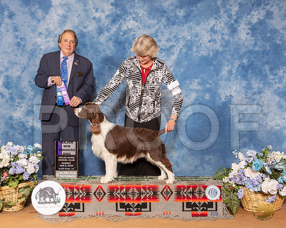 English Spring Spaniel #5 Sun WD Maj Judge Nathaniel Horn__SR_8600_GlnRse2020-HR3