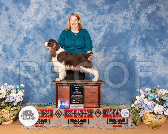 English Springer Spaniel #10 Sun BOW Maj__SR_8581_GlnRse2020-HR3