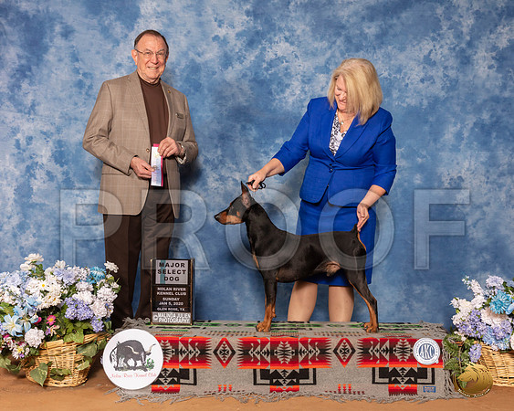 German Pinscher #5 Sun SD Maj Judge Robin Stansell__SR_8471_GlnRse2020-HR3