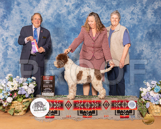 Lagotti Romagnoli #9 Sun BOS Judge Nathaniel Horn__SR_8574_GlnRse2020-HR3