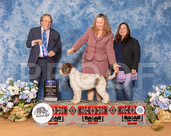 Lagotti Romangnoli #8 Sun BOW Judge Nathaniel Horn__SR_8571_GlnRse2020-HR3