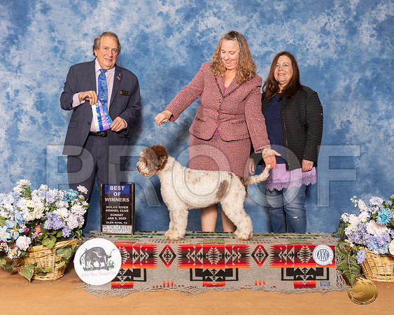 Lagotti Romangnoli #8 Sun BOW Judge Nathaniel Horn__SR_8572_GlnRse2020-HR3