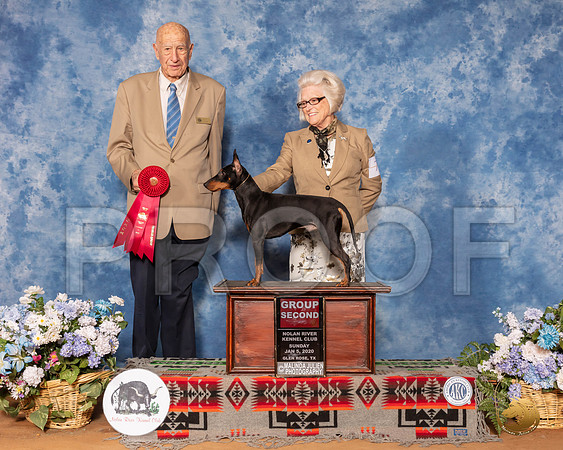 Manchester Terrier #7 Sun G2 Judge Ralph J (Sonny) Ambrosio__SR_8624_GlnRse2020-HR3