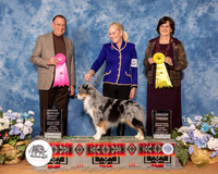 Miniature American Shepherd #9 Sun G3 OHG1 Judge Robin Stansell Judge Danelle Brown