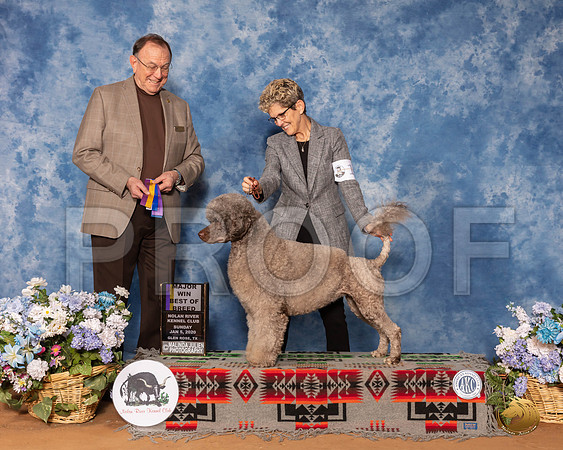 Portuguese Water Dog #10 Sun BOB Maj Judge Robin Stansell__SR_8466_GlnRse2020-HR3