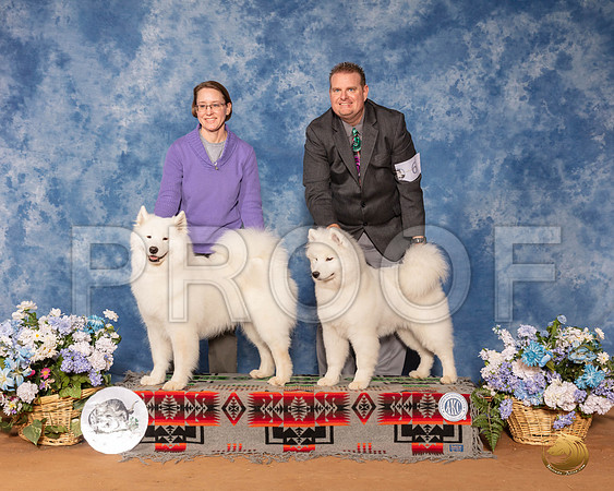 Samoyed Sun Family__SR_8456_GlnRse2020-HR3