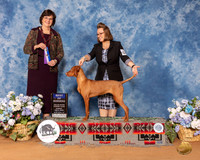 Vizsla #14 Sun BOW Judge Danelle Brown