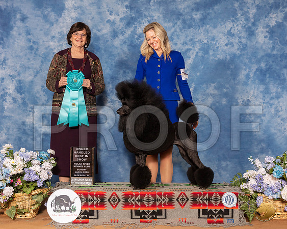 Poodle Std #6 Sun OHBIS Judge Danelle Brown__SR_8743_GlnRse2020-HR3