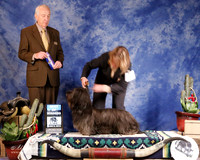 Sky Terrier #5 Sun WD BOW  Shiue Michelle Judge R Hartinger