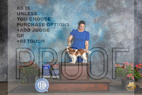 Cavalier King Charles Spaniel #9 Sat WDBOWBOS Judge Christ Martinez__JP_5478_San Antonio_2024_HR3
