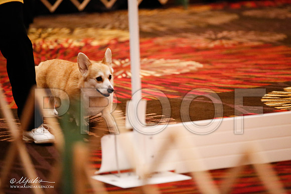 _JJ_7514-HstnCorgiFeb2015-HR3