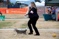 *Ringside Longview WA 2024 Alaska Klee Kai #305