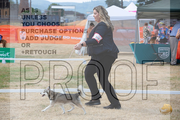 Ringside Longview WA 2024 Alaska Klee Kai #305_JJL_3525_Longview WA_2024_HR3