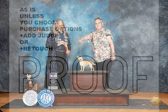 Chihuahua Smooth #16 BOV Judge Denise Dean__JP_8446_MARSHALL_2024_HR3