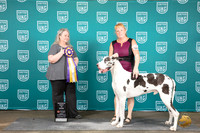 Great Dane #381 Fri RBIS Judge Malinda Julien