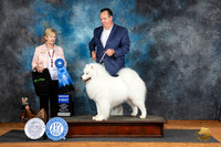 Samoyed #5 Fri G1 Judge Karen Hynnek