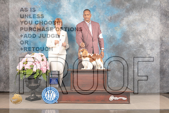 Cavalier King Charles Spaniel #12 Sat SB Judge Linda Hurlebaus_MJ_7088_Houston_2022_HR3