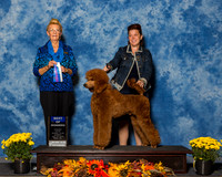 Poodles Standard #7 Sun BOW Sutherland Janet Susie Osburn Tabatha Waters Judge Ms Joanne M Buehler