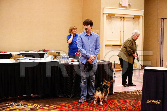 _JJ_0979-HstnCorgiFeb2015-HR3
