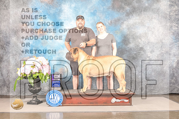 Bullmastiff #17 SUN WD Major Judge Ken MurrayBullmastiff #17 SUN WD Major Judge Ken Murray_MJ_7931_Houston_2022_HR3_Houston_2022_HR3