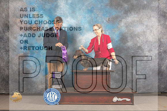 Dachshund Wire Haired #14 WED WB Judge Richard Powell_MJ_2676_Houston_2022_HR3