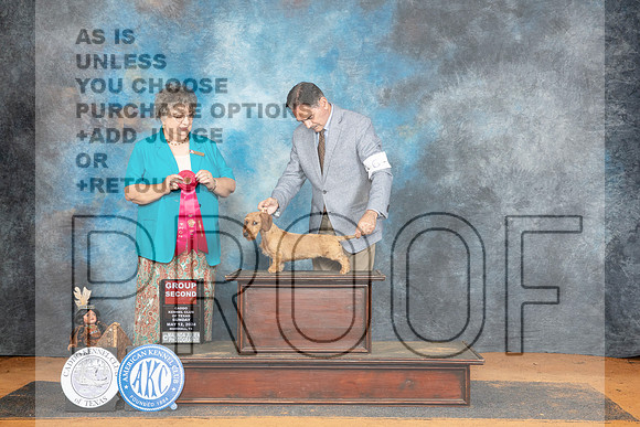Dachshund Wirehaired #6 Sun G2 Judge Marilyn Pipes__JP_8841_MARSHALL_2024_HR3