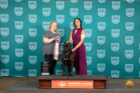 Cane Corso #268 BJr Fri Malinda Julien
