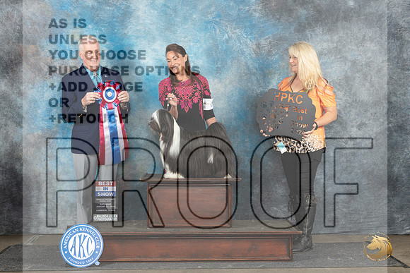 Tibetan Terrier #6 Sat BIS Judge Dr Steve Keating__JP_3769_Lubbock_2024_HR3