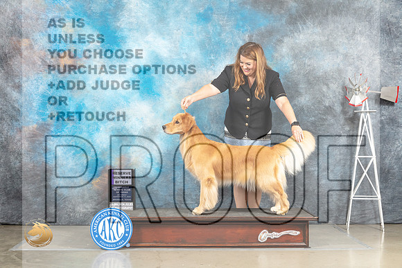 Golden Retriever #6 Sat RWB Judge Jill Warren_MJ_4460_Amarillo_2022_HR3