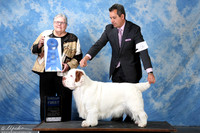 Clumber Spaniel #5 Fri G1 +A2