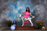 Dalmation #7 Sat WDBOW Judge Karen McFarlane