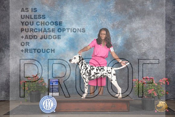 Dalmation #7 Sat WDBOW Judge Karen McFarlane __JP_5137_San Antonio_2024_HR3