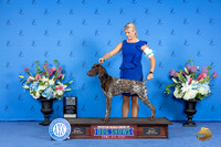 German Shorthaired Pointer #57 SAT BOW NC M Judge Wood Wornall