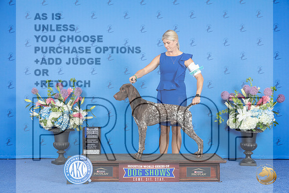 German Shorthaired Pointer #57 SAT BOW NC M Judge Wood Wornall__JP_0080_Houston_2024_HR3