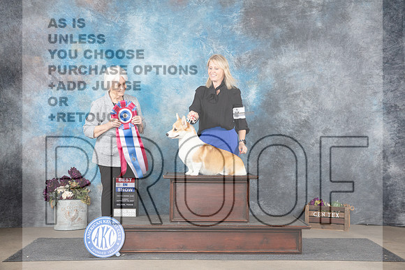 Pembroke Welsh Corgi #6 Sun BIS Judge Gloria Kerr__JP_8153_Belton_2024_HR3