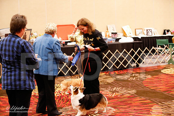 _JJ_8370-HstnCorgiFeb2015-HR3